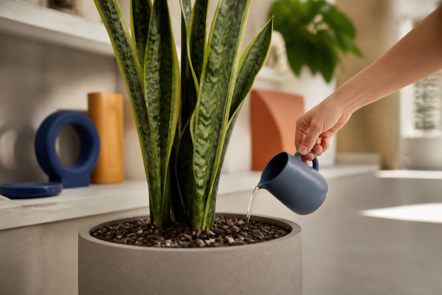 Main versant un filet d'eau sur une Sansevieria avec terreau drainant